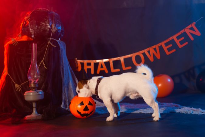 Keep Your Pets Safe This Halloween