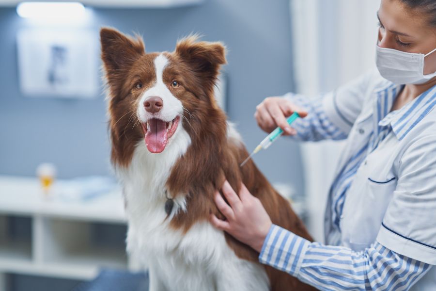 pet-vaccine-myths-debunked-facts-trusted