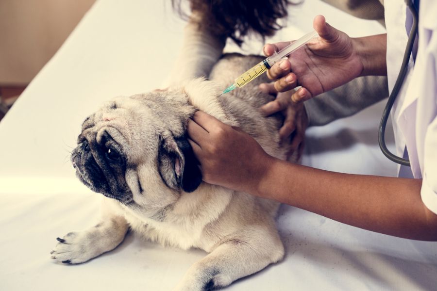 dog-vaccines-myths-vs-science-facts