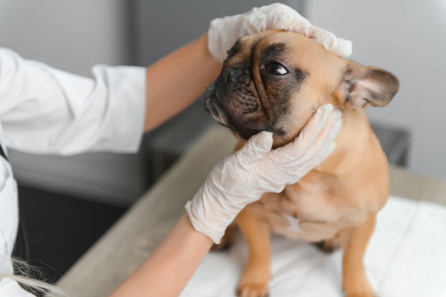 role-of-vet-near-you-in-pet-health-treatment