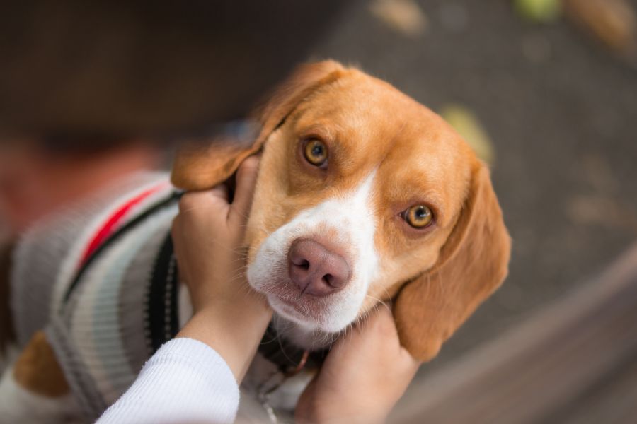 easy-cat-dog-breeds-first-time-owners-guide