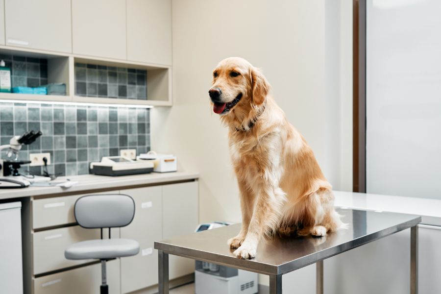 first-pet-find-reliable-animal-hospital-guide