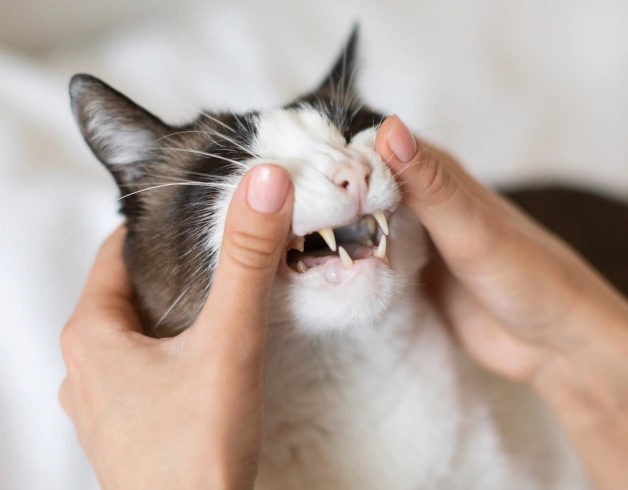 Cat Dentistry