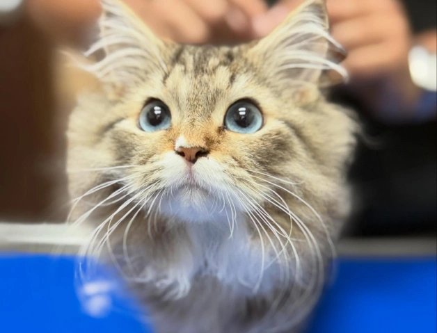 Cat Laser Therapy