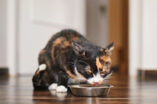 Cat nutritional diet