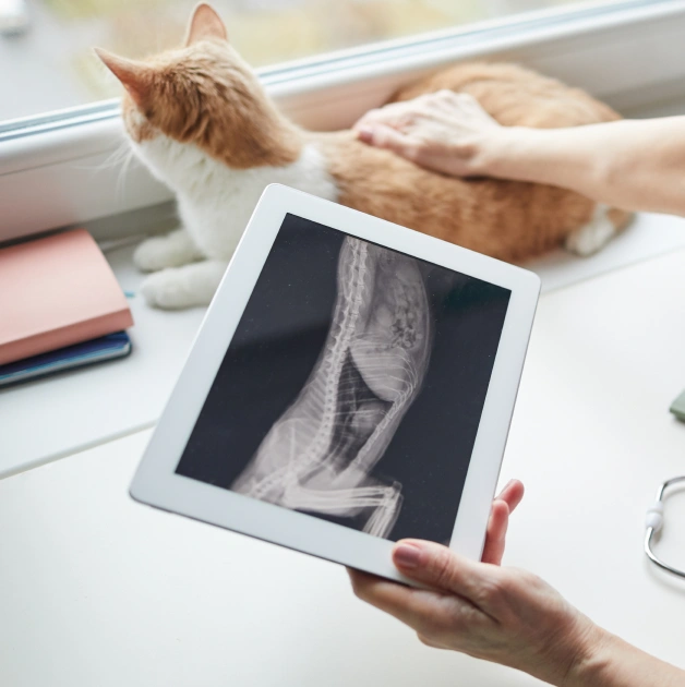Cat Radiology