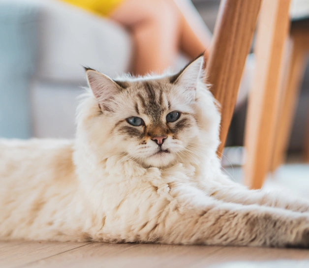 Cat Senior Care