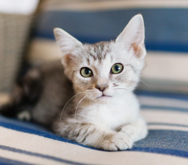 Cat Wellness Care