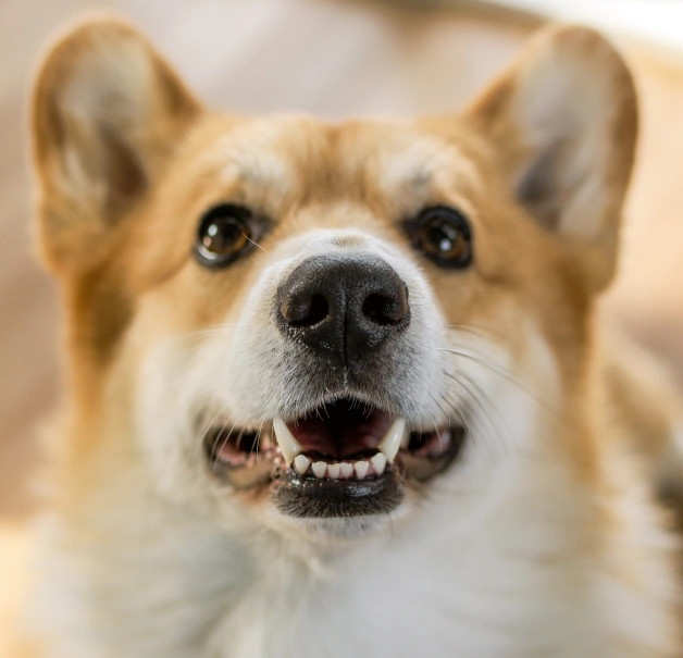 Dog Dentistry