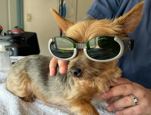 Dog Laser Therapy