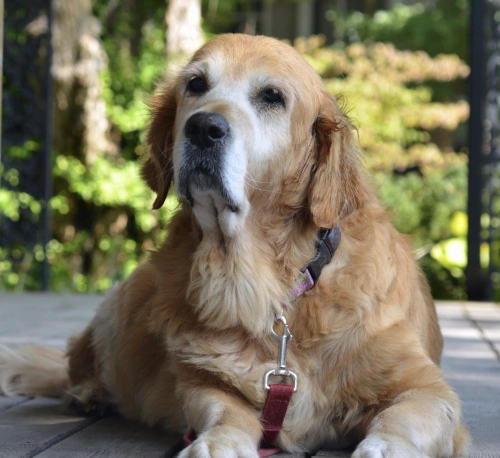 Help Senior Dogs Stay Active With Aging