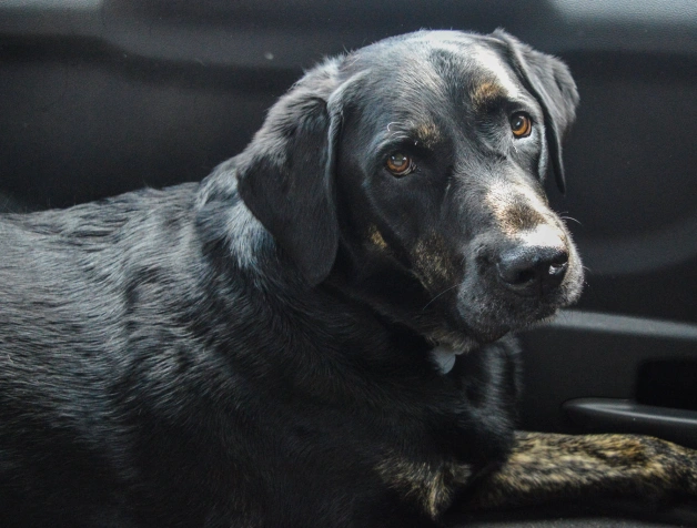 Dog Senior Care