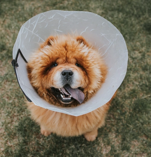 How We Ensure Your Dog’s Safety During Surgery