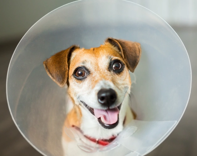 Dog Surgical Care