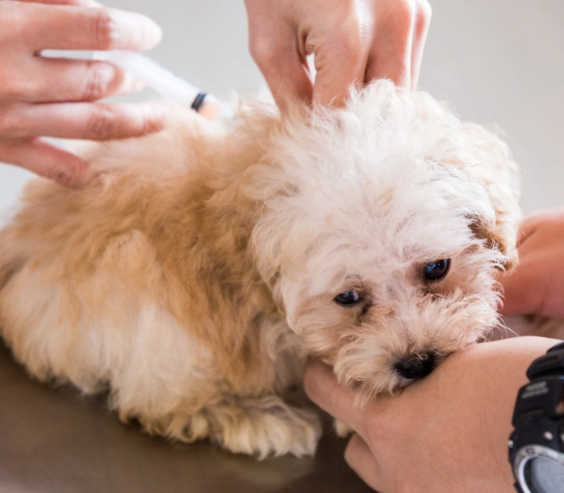 Dog Vaccination
