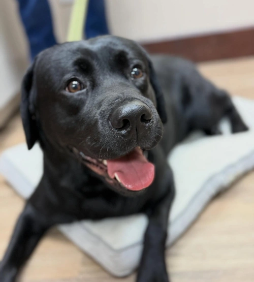 How Our Veterinarians Support Your Dog’s Health