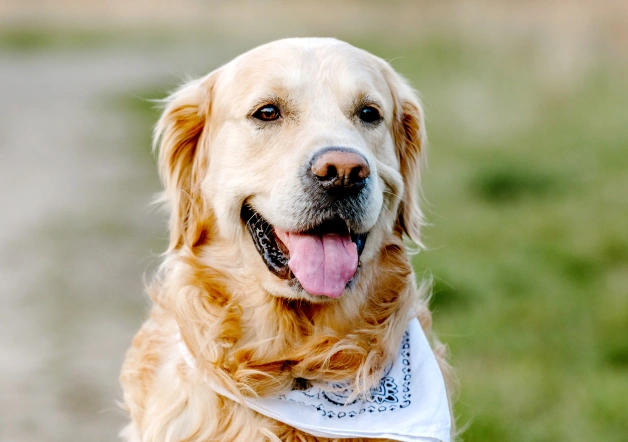 Dog Wellness Care