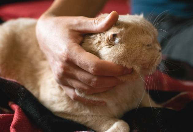 Veterinary Urgent Care 2 Urgent Care and Emergency Care Are Not the Same