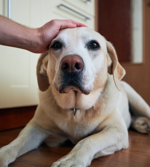 Veterinary Urgent Care 1 When Your Pet Needs Care Now